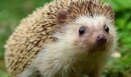 刺猬在瓜地吃瓜的视频,萌态可掬引网友热议