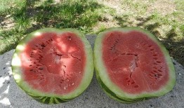 梦见吃地里的瓜,瓜田里的美味诱惑