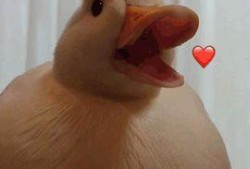 瓜哥带你吃瓜抓鸭子视频