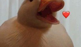 瓜哥带你吃瓜抓鸭子视频