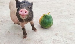 猪瓜是怎么吃,探寻猪瓜的独特美味之旅