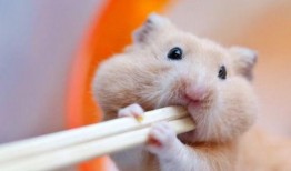 道具鼠鼠吃瓜,瓜界新宠