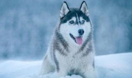 哈士奇吃羊角蜜瓜,萌宠生活趣事一箩筐