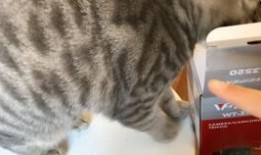 男子与猫吃瓜,吃瓜乐趣无限