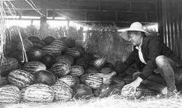 马坊吃瓜群众事件,一场网络舆论的风暴与反思