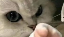 吃瓜酱猫猫,揭秘网络红人的魅力与影响力