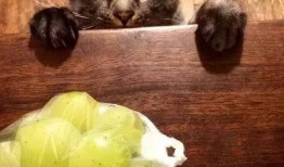 猫咪吃角瓜的好处