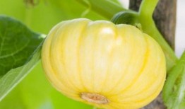 发热可以吃方瓜吗,发热期间适宜食用方瓜的饮食建议