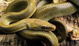 梦见吃瓜遇见蛇