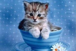 带你吃瓜画小猫图片,带你走进“带你吃瓜画小猫”的趣味世界