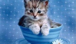 带你吃瓜画小猫图片,带你走进“带你吃瓜画小猫”的趣味世界