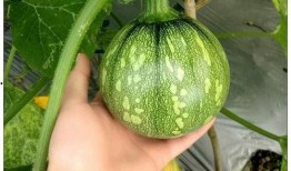 缅甸缅北云南吃瓜,一场独特的“吃瓜”盛宴