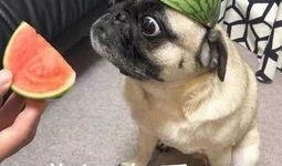 吃瓜的短句,吃瓜群众视角下的娱乐圈风云