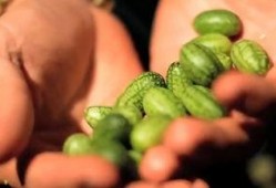 在树上吃瓜图片,夏日悠闲的树顶时光