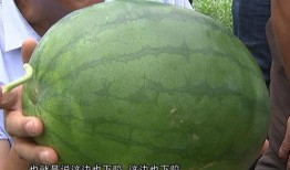 农职吃瓜,趣味横生的校园生活剪影