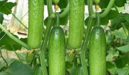 两米吃瓜,揭秘瓜界新潮流