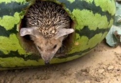 刺猬在瓜地吃瓜的视频,萌态可掬引网友热议