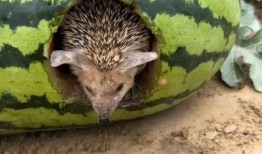 刺猬在瓜地吃瓜的视频,萌态可掬引网友热议