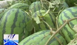 两米吃瓜,揭秘瓜界新潮流