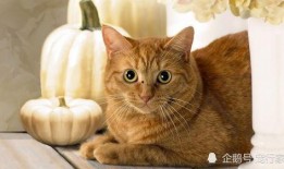 猫吃兰瓜,兰瓜成为猫咪新宠