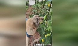 热心吃瓜的小狗故事,热心吃瓜小狗的趣味故事