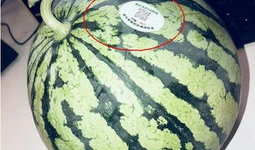 网红吃瓜车,揭秘网络红人背后的神秘生活