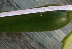 梦见摘小瓜吃,揭秘摘小瓜吃的神秘寓意