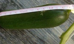 梦见摘小瓜吃,揭秘摘小瓜吃的神秘寓意