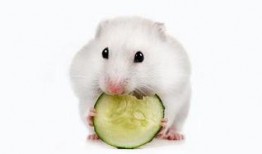 仓鼠可以吃西洋瓜吗,西洋瓜在仓鼠食谱中的地位