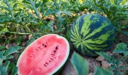 曹州吃瓜,探寻中国瓜果之乡的甜蜜奥秘