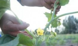 南疆蜜瓜怎么吃