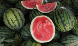 一瓜两吃价格,价格实惠，美味尽享