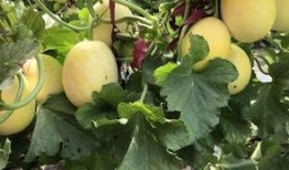 云纺酒吧吃瓜,吃瓜群众的欢乐聚集地