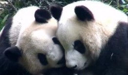 熊猫吃瓜看小孩,趣味横生的亲子时光