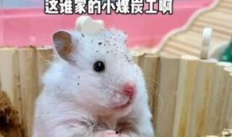 道具鼠鼠吃瓜,瓜界新宠