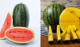 吃瓜q区的瓜能看吗,从瓜中窥见娱乐圈真相