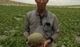 徐云吃的瓜,揭秘网络红人瓜田奇遇