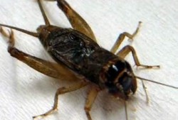 蛐蛐吃瓜,夏日田园趣事一幕