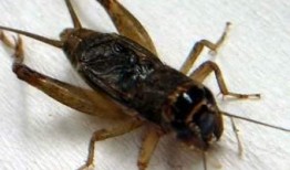 蛐蛐吃瓜,夏日田园趣事一幕