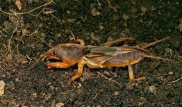 蛐蛐吃瓜,夏日田园趣事一幕