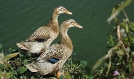 瓜哥带你吃瓜抓鸭子视频