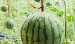 吃瓜群众吃青瓜,吃瓜群众与青瓜的夏日邂逅