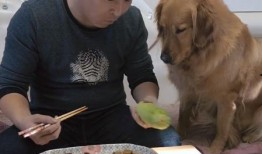 金毛摘瓜吃,摘瓜吃趣事记