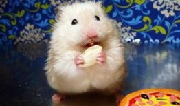 仓鼠可以吃西洋瓜吗,西洋瓜在仓鼠食谱中的地位