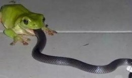 梦见吃瓜遇见蛇