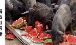 南京博主吃瓜,揭秘网络热点背后的故事