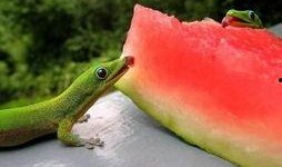 夏天吃瓜悠闲,夏日吃瓜指南