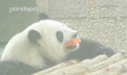 吃瓜熊猫图,萌态可掬的夏日清凉瞬间