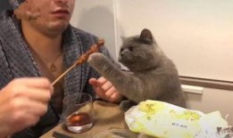 男子与猫吃瓜,吃瓜乐趣无限