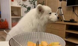 小狗可以吃蜜瓜,宠物美食新体验